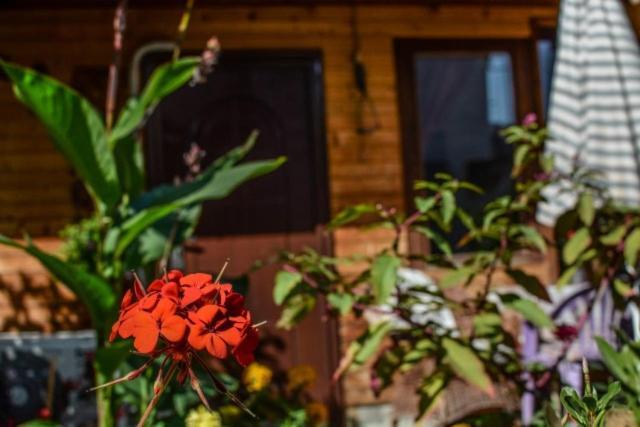 Backyard Apartment Ochryda Zewnętrze zdjęcie